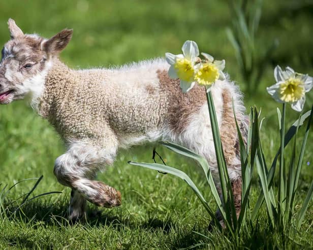 Lambing season is upon us