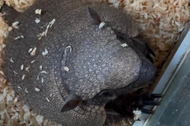 Stanley the armadillo is on the run between Polegate and Hailsham. Photo: contributed