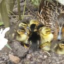The mother duck and duckling in Herstmonceux Castle Estate. Picture from Herstmonceux Castle Estate