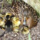 The mother duck and duckling in Herstmonceux Castle Estate. Picture from Herstmonceux Castle Estate