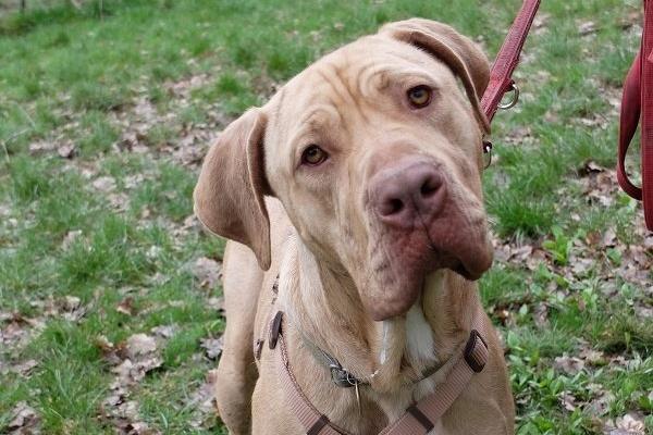 Breeze is a very friendly young Cane Corso who lost his home as a result of a house fire.  He can be strong on walks, but he’s young and inexperienced and has a very loving nature. His walker at the rescue said he 'has come so far' since arriving at the shelter and is becoming 'a bit of a love bug'. He has been describes as an amazing companion who gives you so much love once you have built a trusting bond. Rescue Remedies asks all adopters to read the re-homing information carefully, especially its commitment which states all adopters should keep their dogs on leads in public places.