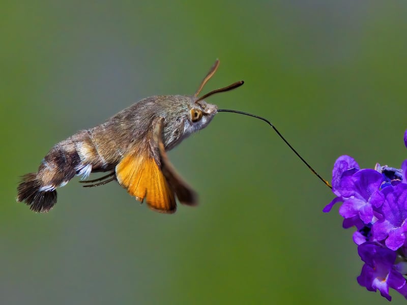 Hummingbird Hawkmoth by Nigel Picknell - a highly commended submission.