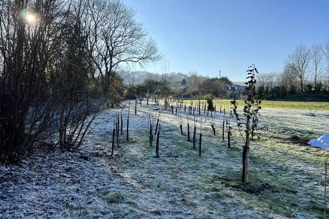 Hundreds of trees and shrubs were planted at Clayton Wood Natural Burial Ground, Hassocks, in December