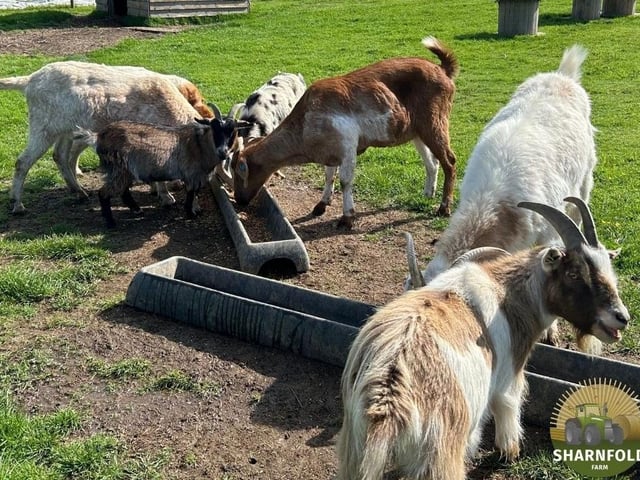 Sharnfold Farm