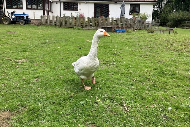 Among geese currently at home at the wildlife hospital is this one, dubbed Louis.