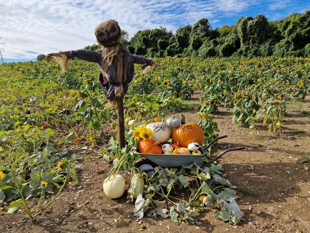 Sompting Pumpkins opens for family pumpkin-picking fun again next month (October 2025)