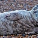 Seal on Hastings beach by Brian Bailey