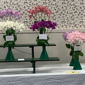 Superb sweet peas