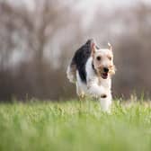 Stock photo of dog running. Image by Rebecca Scholz from Pixabay