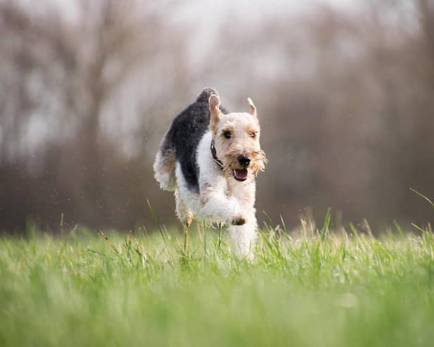 Stock photo of dog running. Image by Rebecca Scholz from Pixabay
