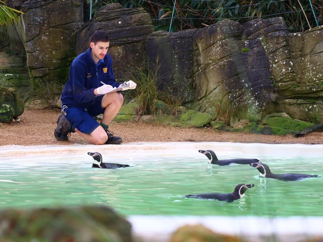 Zookeeper Jamie doing a stocktake on our Humboldt Penguins
