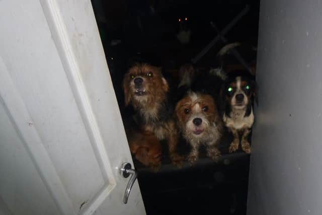 The RSPCA said the dogs were found in June 2021. Picture from the RSPCA
