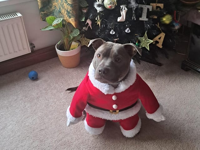 We love Suzanne Swain's pup's outfit!