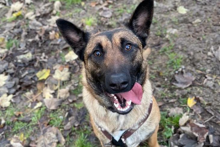 Lumi is a two-year-old female Belgian shepherd (Malinois) crossbreed at Brighton Animal Centre in Braypool Lane.