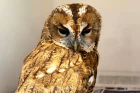 A tawny owl has marked a milestone for Brent Lodge Wildlife Hospital after becoming its 2,700th patient of the year amid a spate of owl rescues. Picture: Brent Lodge Wildlife Hospital