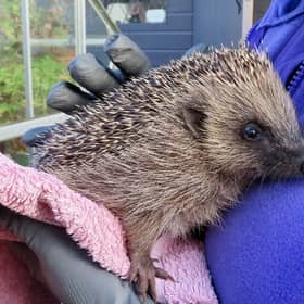 Anne Winney says Hurst Hedgehog Haven has been 'really busy' with little juvenile hedgehogs as Storm Austen hits | Hurst Hedgehog Haven