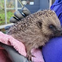 Hurst Hedgehog Haven 'really busy' as weather intensifies