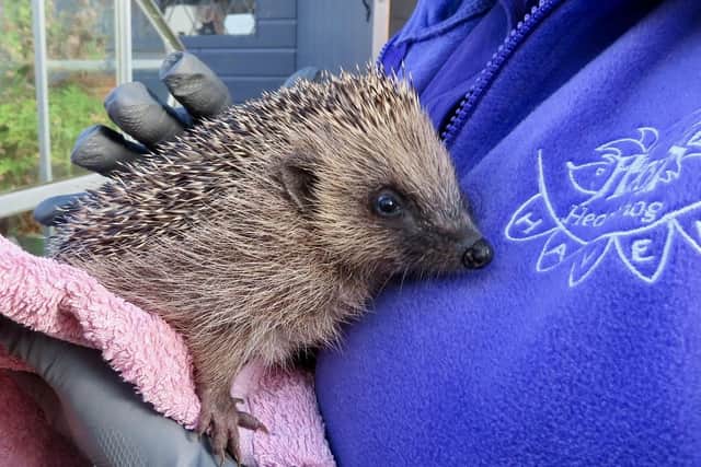 Anne Winney says Hurst Hedgehog Haven has been 'really busy' with little juvenile hedgehogs as Storm Austen hits | Hurst Hedgehog Haven