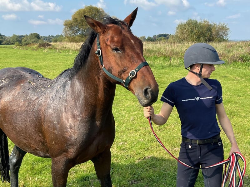 Horse who fell in ditch rescued by West Sussex and Surrey fire crews