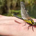 Clubtail dragonfly on boat driver Joel Coram's hand.
