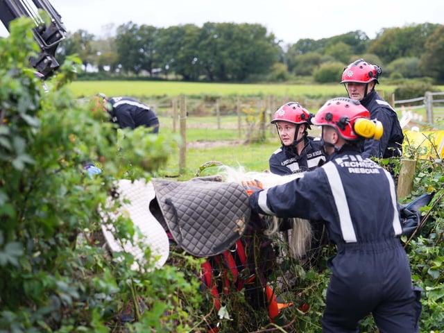 Experts battle to free the 35-year-old horse named Trio