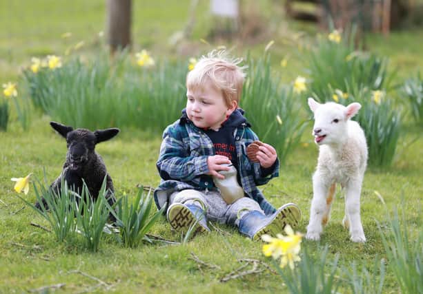 It is lambing time at Coombes Farm until April 14. See the 800 ewes lambing and Sussex cows calving and hopefully watch lambs and calves being born. Tractor rides are available. Book a visit to the lambing yard at coombes.co.uk.