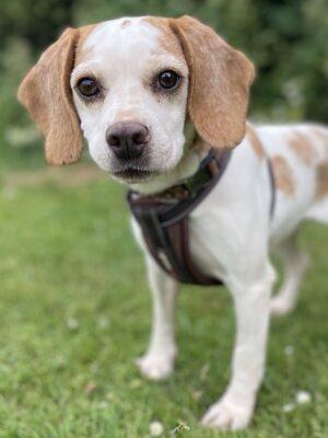 Aria was removed from a puppy farm situation along with several other dogs. The RSPCA said she is a sweet girl once she knows you but can be very shy and worried by new people at first. She loves her food and has a special liking for liver paste which is a good way to win her affection! Aria has had to have a dental and have some teeth removed as they were very infected. Her new owner will need to be prepared to help her keep them clean as she does sometimes get food stuck in the gaps now. Aria is sociable with other dogs and has made several friends at the shelter. She can be a little overwhelmed if they are too boisterous but could live with another calm dog. She is looking for an adult only home and a quiet home environment. She will need her own garden to help with training.