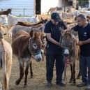 Ali Moussa and donkeys at our sanctuary in Israel