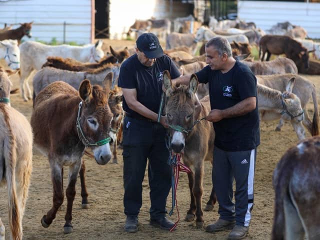 Ali Moussa and donkeys at our sanctuary in Israel