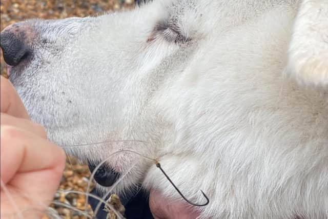 A warning has been issued to pet owners after a dog got a discarded fish hook stuck in its mouth while on a walk in Sovereign Harbour. Photo: Nancy Dickson-Fisher