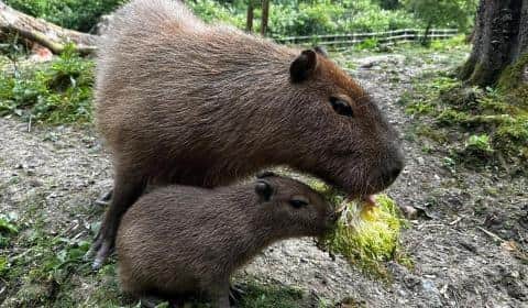 The capybara pup and parent