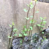 The areas in West Sussex worst affected for Japanese knotweed infestations have been revealed. Picture courtesy of Environet