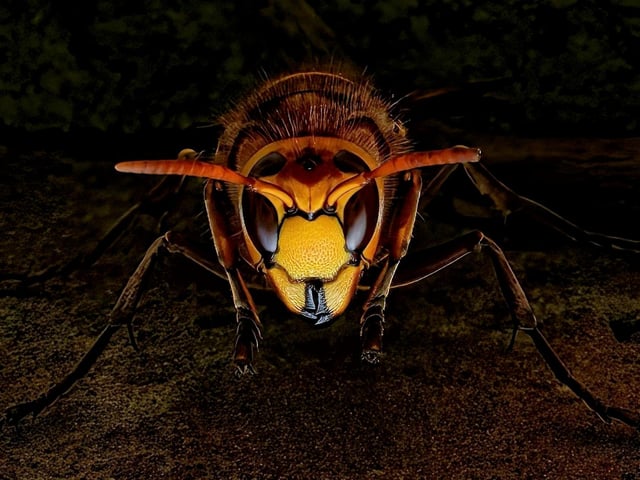 The judges said: 'Much maligned insect, beautifully captured, a real sci-fi feel to this one.'