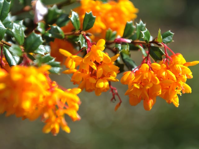 Spring blooms at Sheffield Park and Garden National Trust property