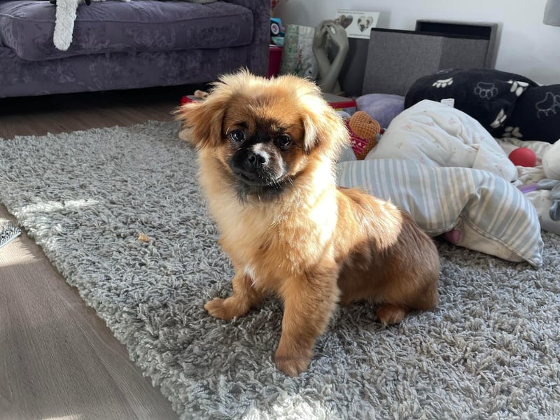 Ralph is a friendly puppy who has been described by the rescue as 'a lovely little chap'. He's good with dogs and children. Initially nervous on his arrival to his foster home, he has grown in confidence and is now 'thriving'.