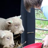 Loan a Lamb at New Barn School.