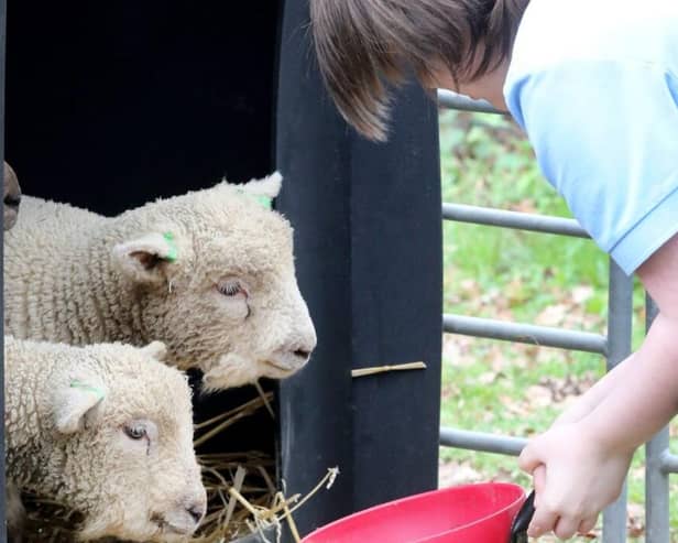 Loan a Lamb at New Barn School.