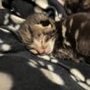 A cat and her newborn kittens, found abandoned in Worthing, are now on the mend at Arun Veterinary Group in Goring-by-Sea
