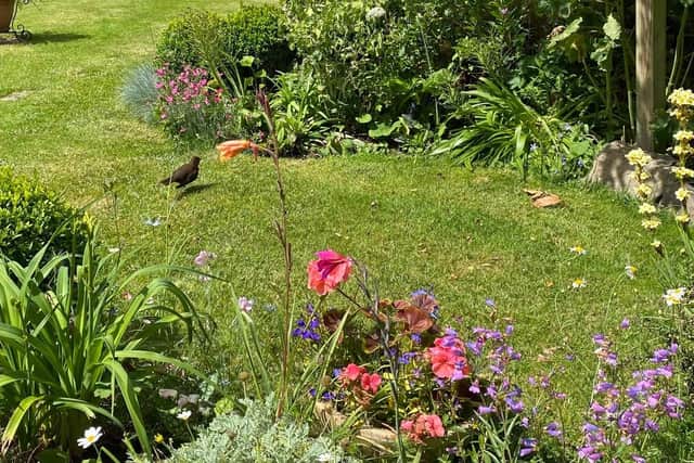 Steyning in Bloom has gathered a wonderful collection, small and large, some with specialist plants, some with great views