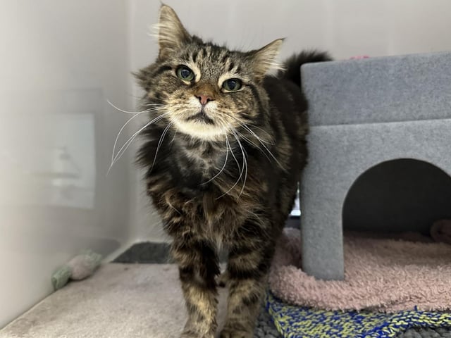 Poppy at Cats Protection’s National Cat Adoption Centre