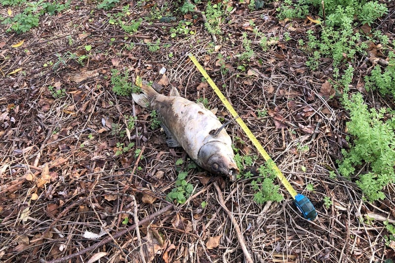 A dead fish by Fence Bridge in Pevensey