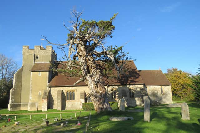The centuries old Macrocarpa Tree which once stood in the church yard. Photo:  St James Church