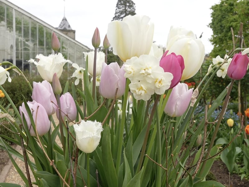 More fantastic photos of the Arundel Castle Tulip Festival
