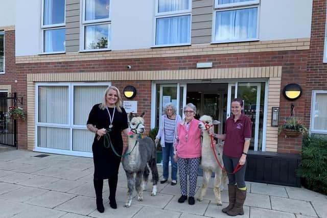 Two friendly alpacas, Baron and Podrig visit a Horsham care home