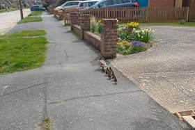 Mother duck and 10 ducklings in Oldfield Road, Eastbourne. Picture from East Sussex WRAS