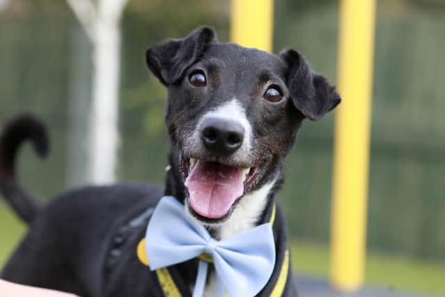 Peppy, a Patterdale-cross at Dogs Trust Shoreham, is looking for a new home.