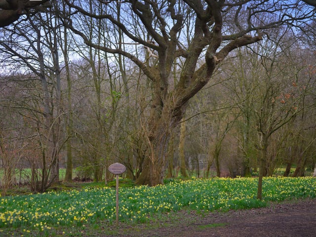 Daffodils in Millennium Avenue in the grounds of Bates Green Garden, Arlington, on February 28 2024.
