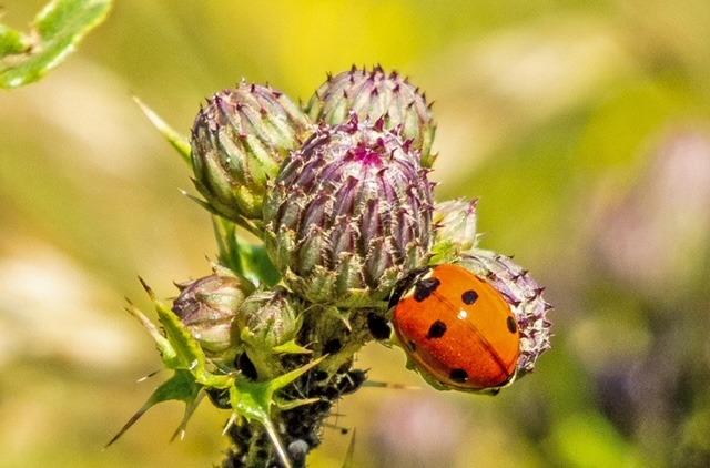 Wildlife in Combe Valley Country Park