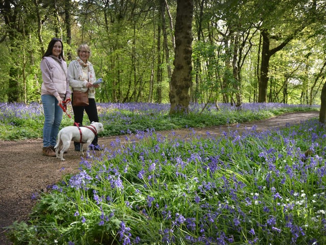 Arlington Bluebell Walk 2024. Photo taken on April 30.