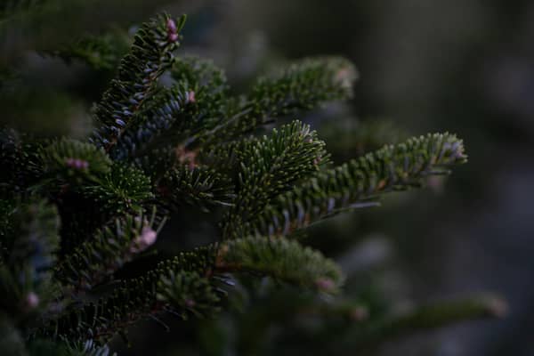 The Rotary Club of Storrington and Pulborough District has been providing a Christmas tree recycling scheme for the past six years